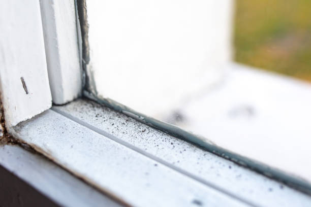 Reliable Sea Isle City, NJ Mold Removal Solutions